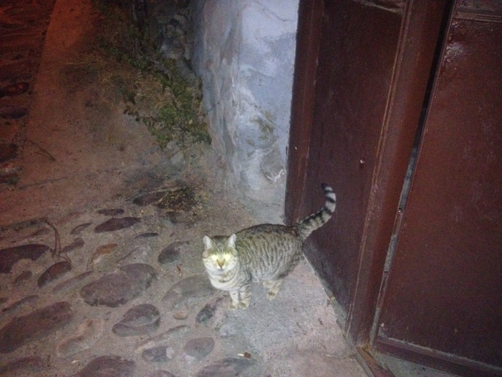 Грузинский кот